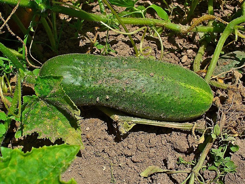 Cucumis sativus 0003