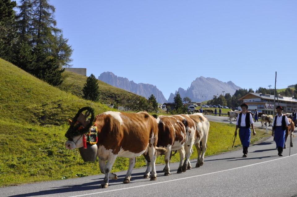 Alpe di Siusi Marketing Transumanza 1