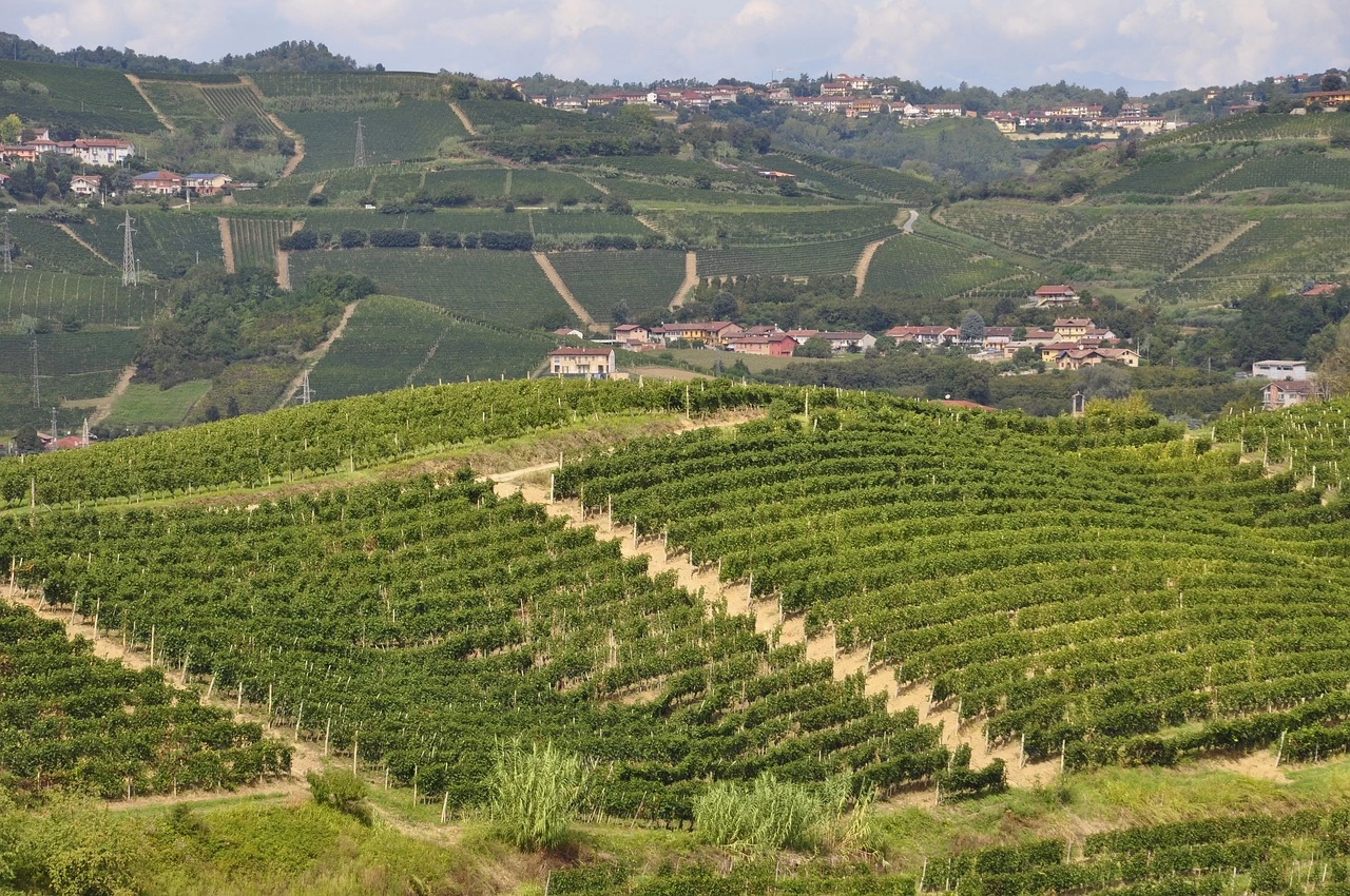 Vigne Piemonte