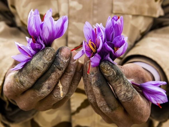 Farnaz Damnabi, Saffron worker, 2022