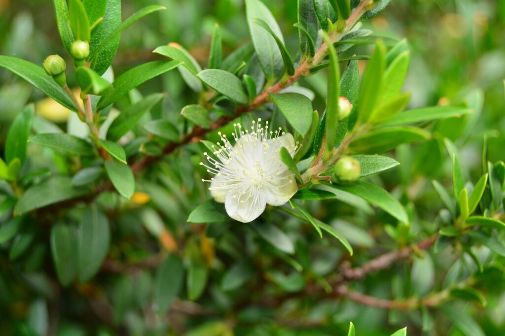 mirto in fiore cagliari